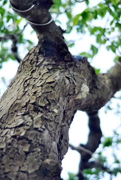 
Vết sần sù trên thân cây khế
