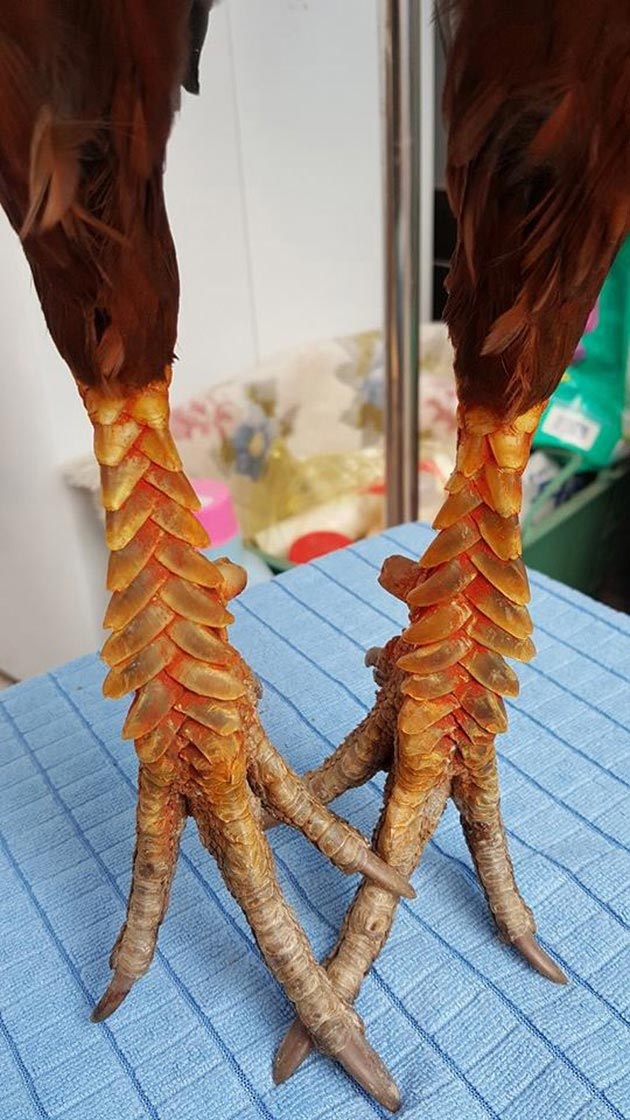 Lạ lùng loài gà có chân chi chít vảy rồng ở Việt Nam | Báo Dân trí