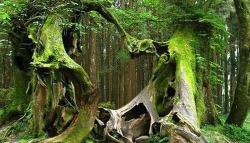 
Những rễ cây méo mó, dị dạng đến kinh hãi giống trong các truyền thuyết của người dân về khu rừng của quỷ hút máu Dracula.
