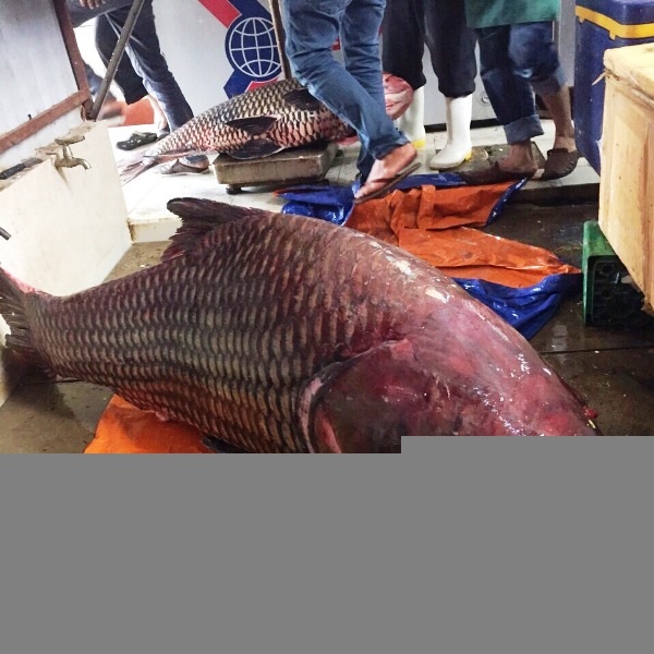 
Đầu năm 2015, một nhà hàng ở TPHCM thu mua một con cá hô có chiều dài 1,8 m, nặng 135 kg được một ngư dân người Campuchia bắt trên sông Mê Kông.
