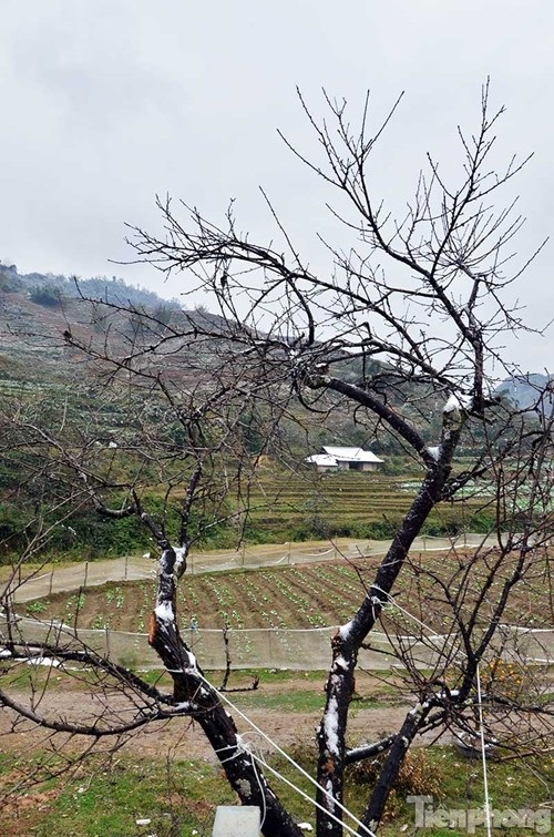 Đào rừng "trang điểm" tuyết Sapa hút khách - 10 Đào rừng "trang điểm" tuyết Sapa hút khách - 10
