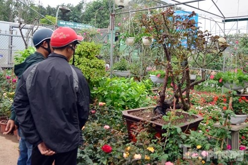 Ngắm hồng cổ Sapa cực quý, giá 50 triệu chơi Tết - 12
Chính nhờ vẻ đẹp kiêu sa mà loài cây này được coi là một trong những giống hồng đẹp nhất thế giới. Cây mang ý nghĩa tượng trưng cho sự đủ đầy, tình yêu ngọt ngào.
