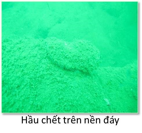 Bộ ảnh đáy biển miền Trung sau sự cố môi trường - 10 Bộ ảnh đáy biển miền Trung sau sự cố môi trường - 10