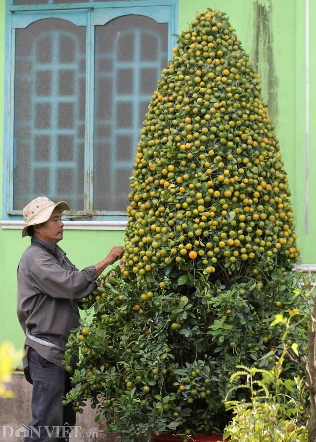 Quất cảnh tạo hình khỉ, rồng, lân… “siêu độc” ở miền Tây - 10 Quất cảnh tạo hình khỉ, rồng, lân… “siêu độc” ở miền Tây - 10