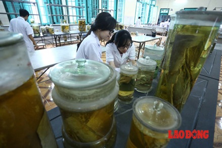 Chùm ảnh: Trăn trở của bác sĩ tương lai trong việc học với thi thể người - 10 Chùm ảnh: Trăn trở của bác sĩ tương lai trong việc học với thi thể người - 10