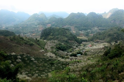 Trắng rừng hoa mận Tây Bắc, hút khách du xuân - 10 Trắng rừng hoa mận Tây Bắc, hút khách du xuân - 10