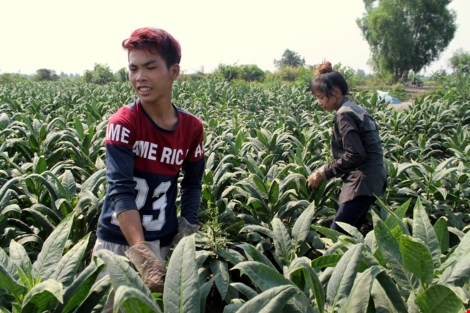 Nhộn nhịp xóm thuốc lào Sài Gòn - 6
Ở một ruộng thuốc khác, Nguyễn Lâm Sơn (SN 1993, quê Cà Mau) đang đi bứt đọt thuốc lá. Đây là vụ thuốc lào đầu tiên của Sơn, nhưng đã là năm thứ ba cậu không về quê ăn Tết