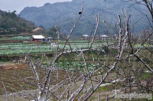 Đào rừng "trang điểm" tuyết Sapa hút khách - 11 Đào rừng "trang điểm" tuyết Sapa hút khách - 11
