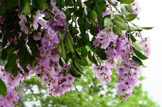 Hà Nội rực rỡ, quyến rũ những sắc hoa tháng Năm vào hạ - 11