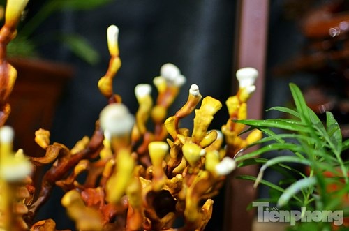 Cận cảnh nấm linh chi bonsai tiền triệu chơi Tết - 11
Những cây nấm linh chi bonsai được trồng trong chậu sứ, đất nung...