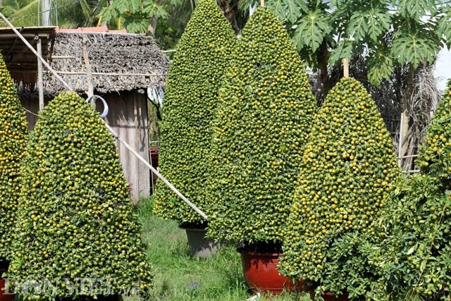 Quất cảnh tạo hình khỉ, rồng, lân… “siêu độc” ở miền Tây - 11 Nghệ nhân đang “hoá phép” cây quất thành hình thông. Sản phẩm này có giá 8 triệu đồng/cây.