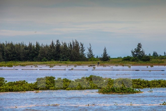 Trải nghiệm vẻ hoang sơ của sông nước ngập mặn ngay gần Thủ đô - 11 Trải nghiệm vẻ hoang sơ của sông nước ngập mặn ngay gần Thủ đô - 11