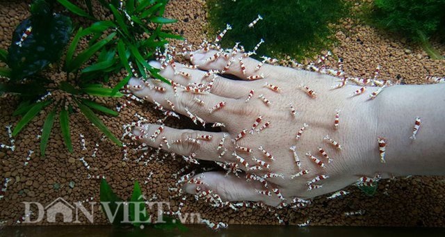 Dân Thủ đô dùng “vũ nữ 7 màu” để... mát xa - 7 Theo anh Tuấn, mỗi khi đi làm về mệt mỏi anh thường cho tay vào bể tép, để tép rỉa khắp tay cảm giác thấy rất dễ chịu, thoải mái.