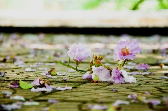 Hà Nội rực rỡ, quyến rũ những sắc hoa tháng Năm vào hạ - 12