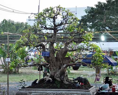 Ngắm dàn lộc vừng gần chục tỷ đồng ở Sài Gòn - 13
Theo nghệ nhân Phương, cây bonsai đại lực sỹ đã tham dự hội hoa xuân năm các tỉnh Đồng Bằng Sông Cửu Long và đạt giải nhất