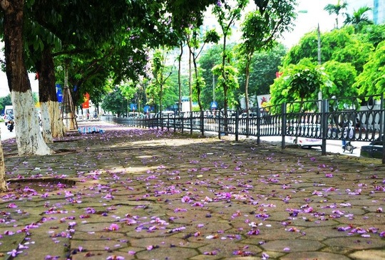 Hà Nội rực rỡ, quyến rũ những sắc hoa tháng Năm vào hạ - 13