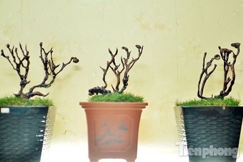 Cận cảnh nấm linh chi bonsai tiền triệu chơi Tết - 13
Theo quan niệm nấm linh chi được biết đến là loài nấm quý, đẹp và độc đáo, được nhiều người chọn làm đồ trang trí trong nhà hay làm quà tặng, biếu trong dịp Tết.