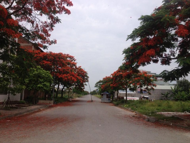 Ngắm vẻ đẹp nao lòng của đường hoa phượng dài nhất Việt Nam - 13 Ngắm vẻ đẹp nao lòng của đường hoa phượng dài nhất Việt Nam - 13