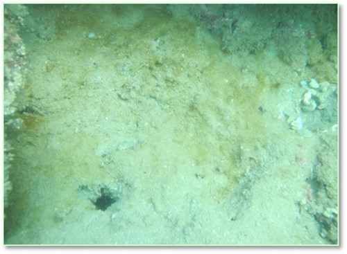 Bộ ảnh đáy biển miền Trung sau sự cố môi trường - 13
Trầm tích đáy một số điểm bị phủ lớp màng màu vàng – nâu sậm