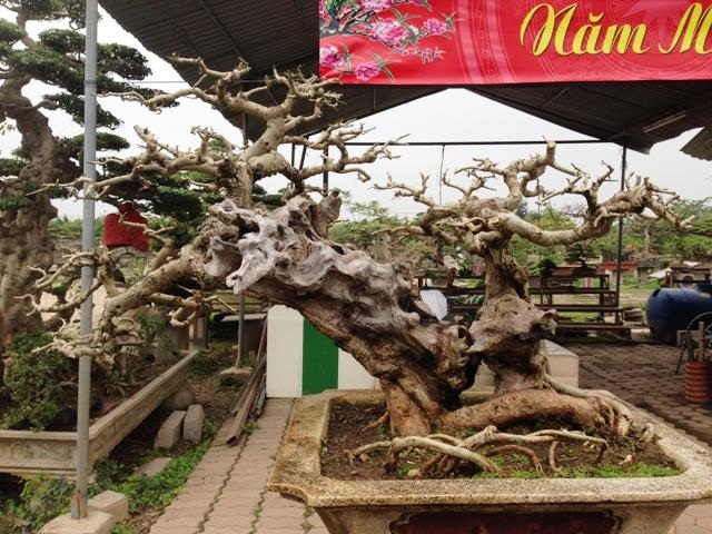 Mê mẩn vườn cây cảnh triệu đô đẹp nhất Hà thành - 13 Mê mẩn vườn cây cảnh triệu đô đẹp nhất Hà thành - 13