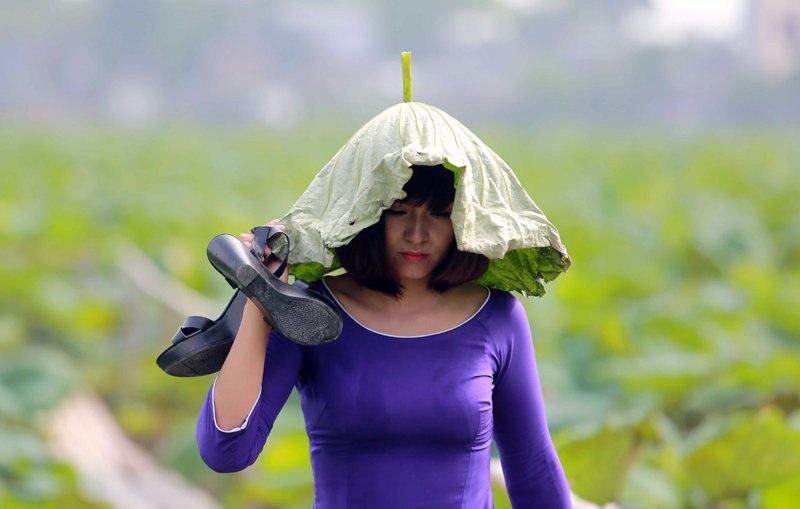 Áo dài, áo yếm đọ dáng cùng sen dưới nắng nóng - 14 Áo dài, áo yếm đọ dáng cùng sen dưới nắng nóng - 14