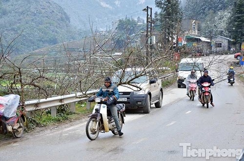 Đào rừng "trang điểm" tuyết Sapa hút khách - 15
Người dân chở đào bằng xe máy cồng kềnh, có thể gây nguy hiểm cho các phương tiện tham gia giao thông.