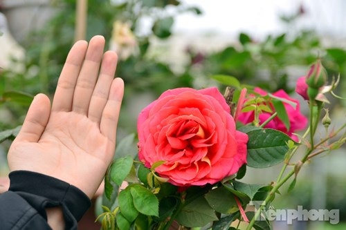 Ngắm hồng cổ Sapa cực quý, giá 50 triệu chơi Tết - 17
Ngoài ra, tại vườn nhà anh Tuyên còn có những chậu hồng nhỏ với giá từ vài chục nghìn đến cả trăm nghìn đồng.
