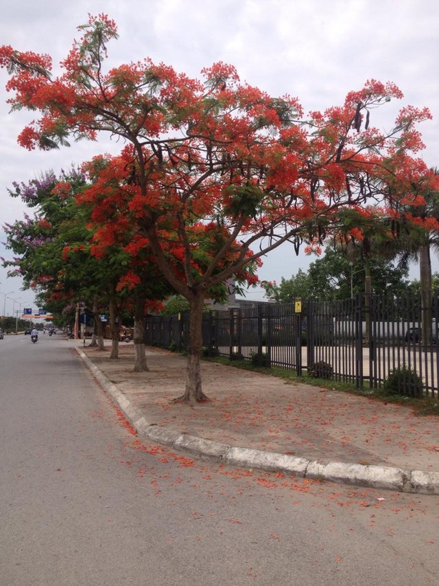 Ngắm vẻ đẹp nao lòng của đường hoa phượng dài nhất Việt Nam - 15 Ngắm vẻ đẹp nao lòng của đường hoa phượng dài nhất Việt Nam - 15