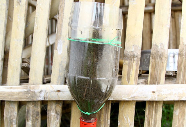 Mách "nông dân phố" bí quyết trồng cây từ vỏ chai nhựa - 12 Bước 4: Cố định chai vào hàng rào hoặc trang trí theo ý muốn như sử dụng dây treo,... và cho hạt giống hoặc cây con vào trồng và tiến hành trồng và chăm sóc cây như thường.