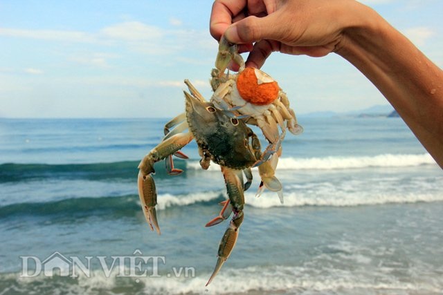 Sắm lồng ra biển bắt ghẹ - 8 Loại ghẹ đánh bắt bằng lồng ở vùng biển sát bờ của Sa Huỳnh chủ yếu là ghẹ sao
