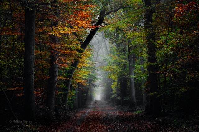 Chiêm ngưỡng vẻ đẹp kỳ ảo của những cánh rừng Hà Lan - 16 Chiêm ngưỡng vẻ đẹp kỳ ảo của những cánh rừng Hà Lan - 16