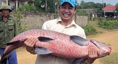 "Thủy quái" to bằng người sa lưới: Xẻ thịt nhậu hết - 17
Một con cá trắm đen nặng 36kg được anh Trần Quốc An (TP.Vinh, Nghệ An) bắt được vào tháng 10/2013 tại đập nước huyện Nghĩa Đàn.