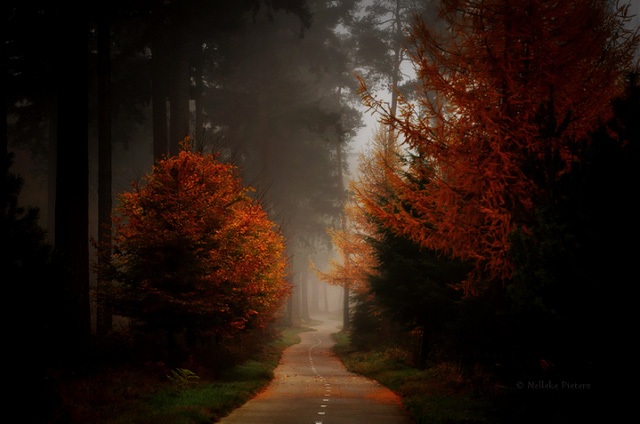 Chiêm ngưỡng vẻ đẹp kỳ ảo của những cánh rừng Hà Lan - 17 Chiêm ngưỡng vẻ đẹp kỳ ảo của những cánh rừng Hà Lan - 17