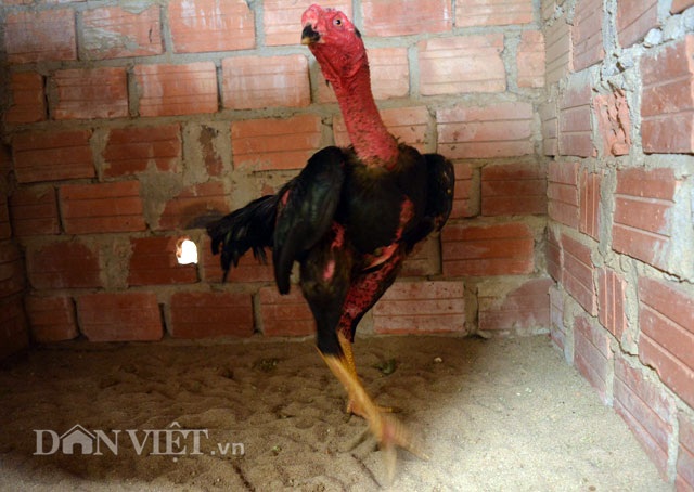 Huấn luyện gà đá, bán giá "nghìn đô" - 6 Huấn luyện gà đá, bán giá "nghìn đô" - 6