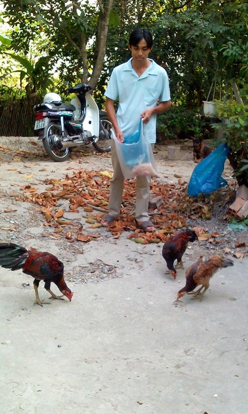 Lạ lùng loài gà có chân chi chít vảy rồng ở Việt Nam - 9 Lạ lùng loài gà có chân chi chít vảy rồng ở Việt Nam - 9