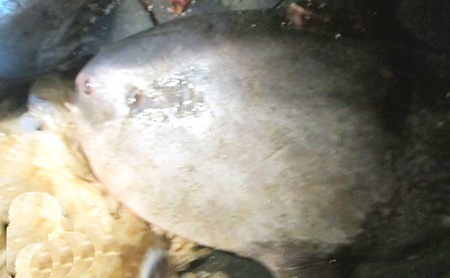 
Ngày 11/9/2012, con cá mặt trăng nặng trên 3 tạ, dài trên 2,4m, rộng trên 1,5m và một con nặng hơn 1 tạ, dài 1,4m, rộng 1m được ngư dân huyện Quỳnh Lưu, Nghệ An bắt được khi ra khơi.
