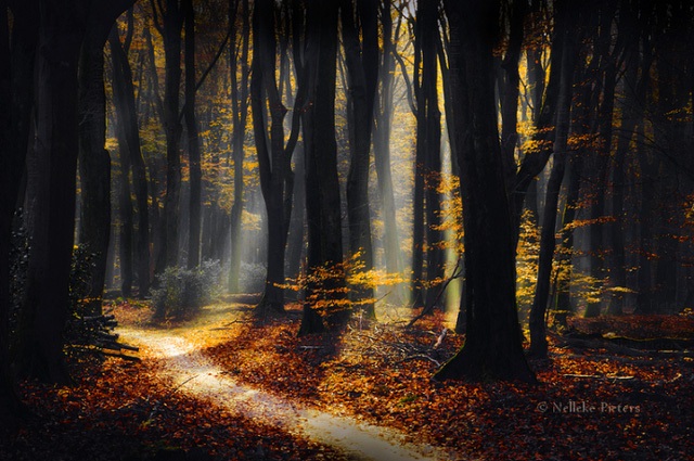 Chiêm ngưỡng vẻ đẹp kỳ ảo của những cánh rừng Hà Lan - 19 Chiêm ngưỡng vẻ đẹp kỳ ảo của những cánh rừng Hà Lan - 19