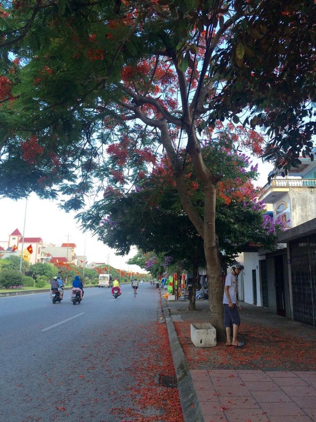 Ngắm vẻ đẹp nao lòng của đường hoa phượng dài nhất Việt Nam - 19 Ngắm vẻ đẹp nao lòng của đường hoa phượng dài nhất Việt Nam - 19