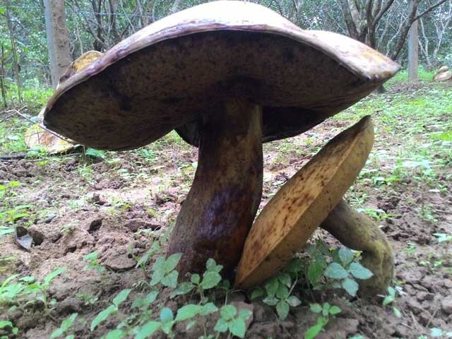 Đổ xô xem vườn nấm khổng lồ ở Huế - 2