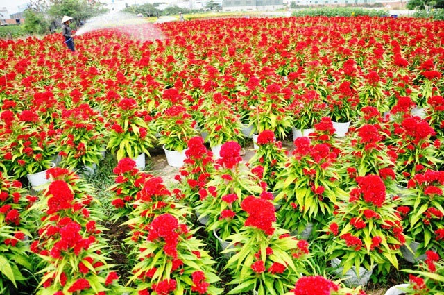 Ảnh: Cánh đồng hoa đẹp như tranh vẽ giữa Sài Gòn - 2 Ảnh: Cánh đồng hoa đẹp như tranh vẽ giữa Sài Gòn - 2