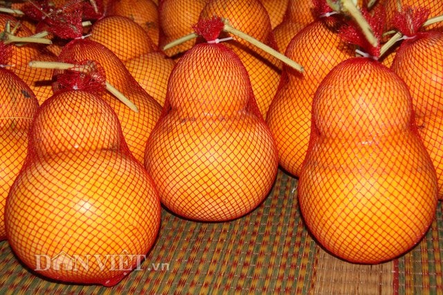Dưa hấu hồ lô miền Tây: Hiếm hàng vì thời tiết khắc nghiệt - 2
Dưa hấu vàng tạo hình hồ lô