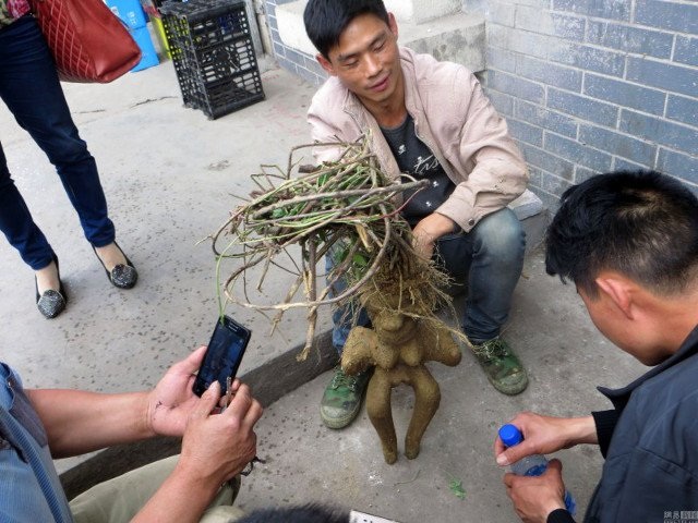 Củ Hà Thủ Ô có hình dáng giống với người phụ nữ khỏa thân - 2
Củ Hà Thủ Ô kỳ lạ thu hút sự chú ý của nhiều người.