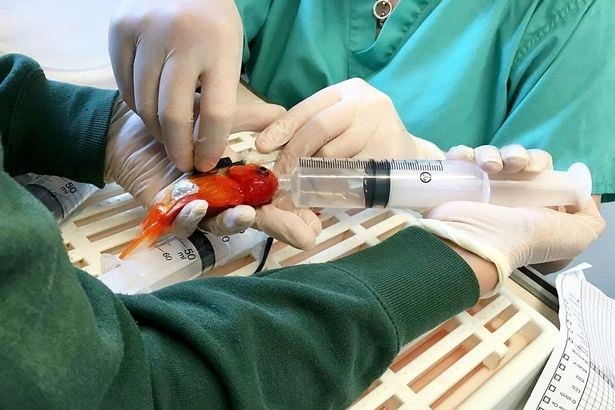 Phẫu thuật loại bỏ khối u cho cá vàng - 2
Bình ô xy của chú cá vàng là ống kim tiêm đầy nước.