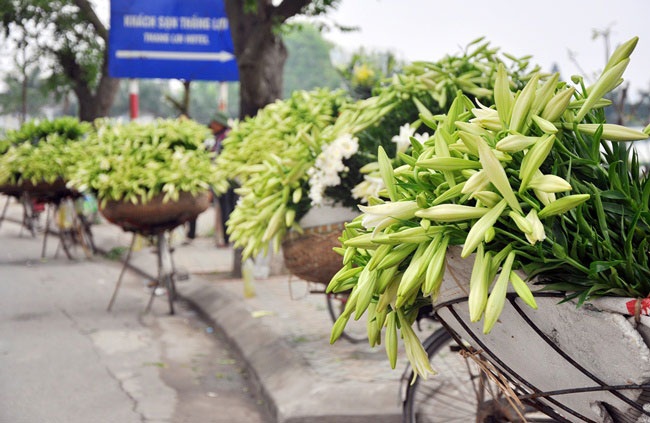 5 loài hoa khiến Hà Nội thơ hơn giữa mùa hạ cháy - 2 5 loài hoa khiến Hà Nội thơ hơn giữa mùa hạ cháy - 2