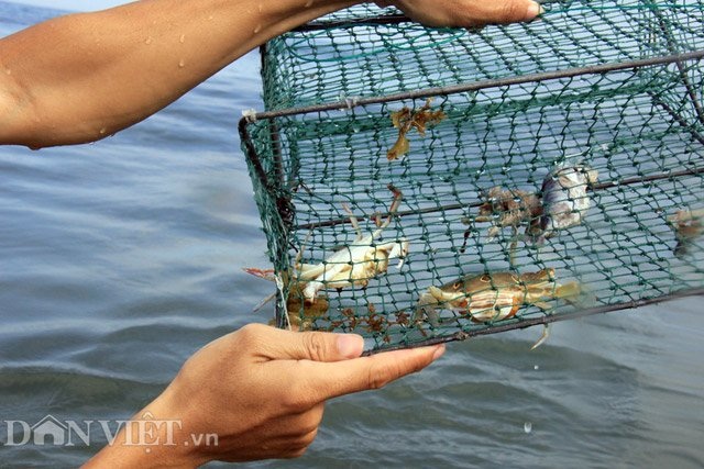 Sắm lồng ra biển bắt ghẹ - 2 Niềm vui khi nhấc lồng lên mà phía bên trong là những chú ghẹ