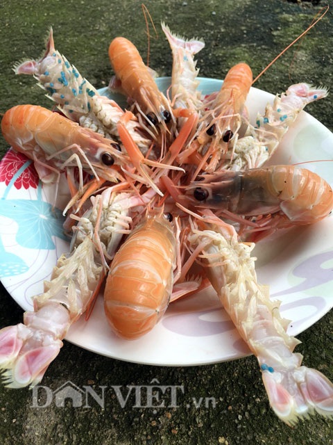 Đặc sản tôm càng biển: Tươi sống vẫn đỏ au như luộc - 2 Đặc sản tôm càng biển: Tươi sống vẫn đỏ au như luộc - 2