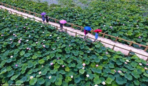 Lạc giữa hồ hoa sen đẹp mê hồn ở Trung Quốc - 2 Lạc giữa hồ hoa sen đẹp mê hồn ở Trung Quốc - 2