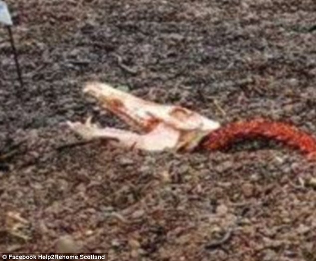 Phát hiện xác quái vật hồ Loch Ness? - 2
Sọ của quái vật bí ẩn có răng những chiếc răng nhọn đáng sợ.