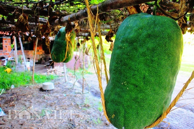 Nông dân làm dây giữ bí đao nặng nửa tạ trên giàn từ chất liệu gì? - 2 Nông dân làm dây giữ bí đao nặng nửa tạ trên giàn từ chất liệu gì? - 2