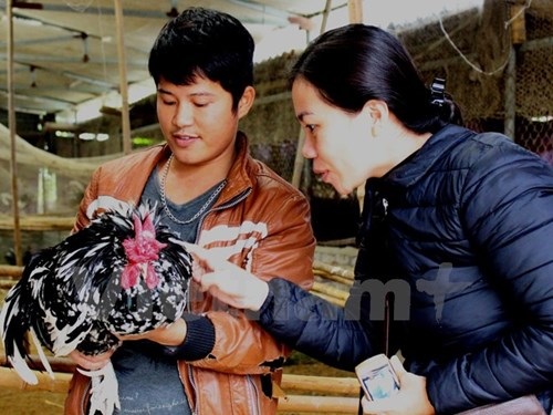 
Gà Quý phi vừa đẹp, vừa có chất lượng thịt ngon nên bán rất chạy. (Ảnh: Thanh Tâm/Vietnam+)
